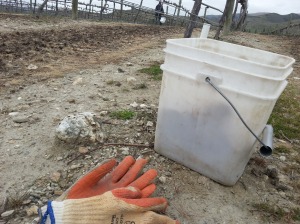 There is NOTHING glamorous about working on a vineyard!